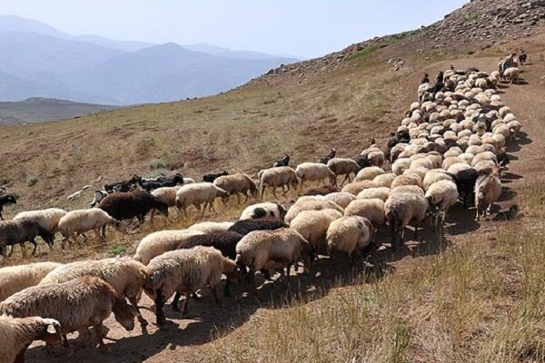 پیش‌بینی افزایش جمعیت دام‌های عشایری خراسان شمالی به ۲.۶ میلیون رأس